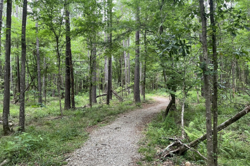 A winding gravel path through a lush green forest with tall trees and dense undergrowth.