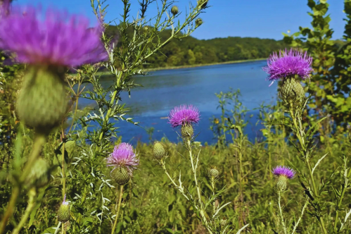 Purple thistle flowers in the foreground with a serene lake and green trees in the background under a clear blue sky.