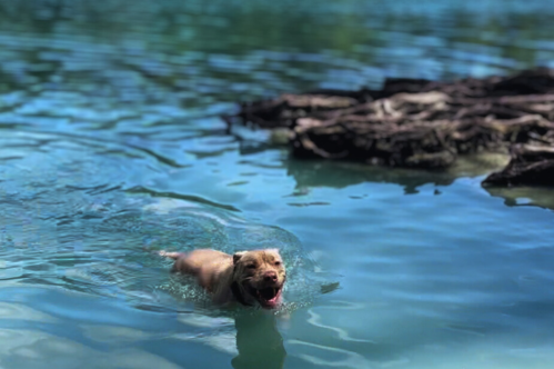 A happy dog swimming in clear blue water, with a rocky shore in the background.