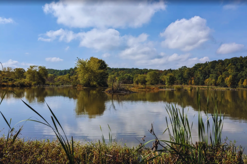A serene lake surrounded by trees and grasses, reflecting a blue sky with fluffy clouds.