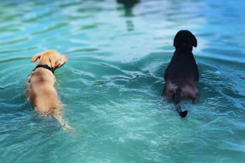 Two dogs, one tan and one black, wade in clear blue water, enjoying a sunny day.