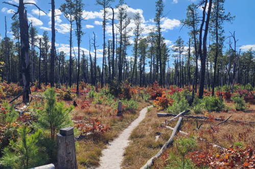A winding path through a vibrant forest with tall trees and colorful foliage under a bright blue sky.