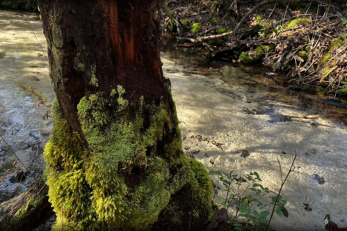 A moss-covered tree trunk beside a gently flowing stream in a lush, green forest.