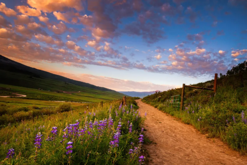 Path lined by flowers in Crested Butte, CO.