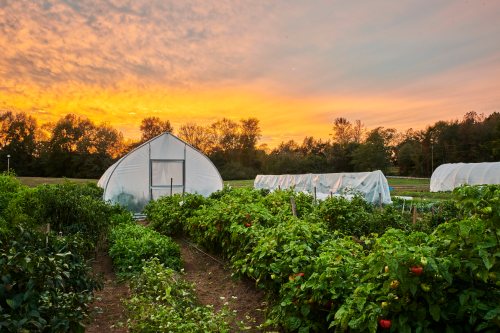 A vibrant farm at sunset, featuring green plants and greenhouses under a colorful sky.