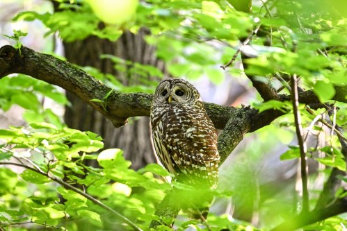 A spotted owl perched on a branch, surrounded by vibrant green leaves in a forest setting.