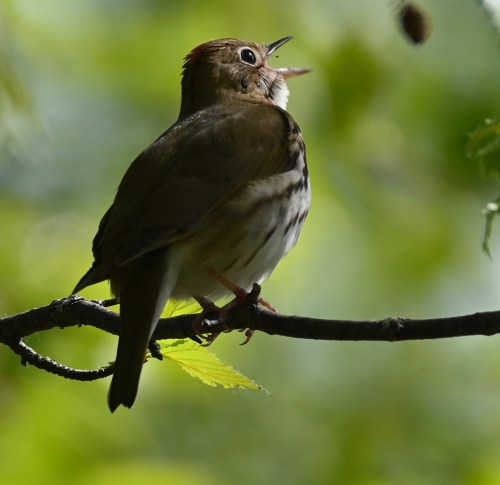 A bird perched on a branch, singing with a blurred green background of leaves.
