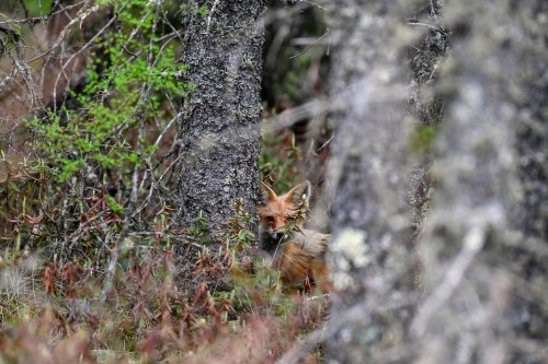 A fox partially hidden behind a tree in a forest, surrounded by greenery and underbrush.