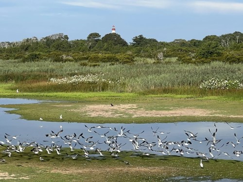 A flock of birds takes flight over a wetland, with a lighthouse visible in the background among lush greenery.