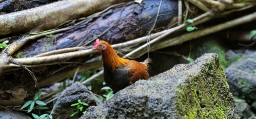 A brown chicken stands on rocky terrain, surrounded by lush greenery and tangled roots in a natural setting.