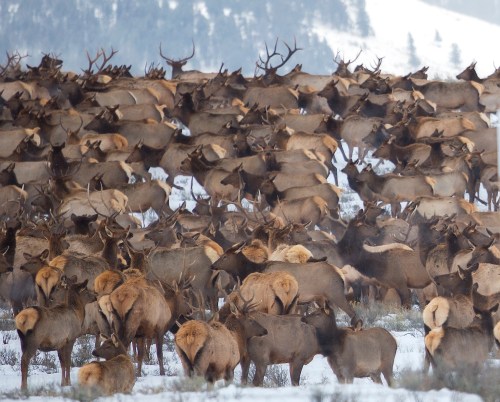 A large herd of elk gathered in a snowy landscape, with many animals visible in various poses and orientations.
