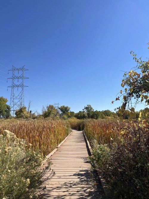 A wooden boardwalk leads through tall grasses under a clear blue sky, with power lines in the background.