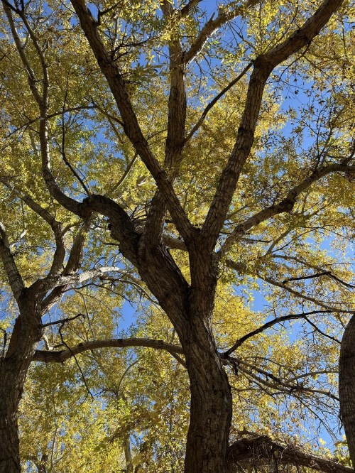 A view of a tree with golden leaves against a clear blue sky, showcasing its intricate branches.
