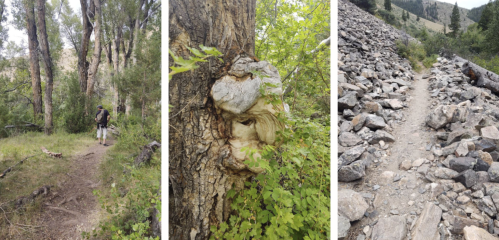 A hiker on a forest trail, a gnarled tree trunk, and a rocky path through a natural landscape.