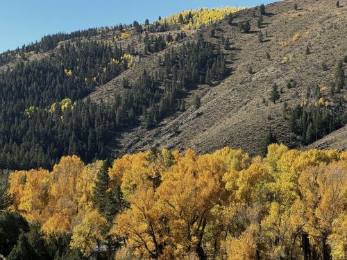 Vibrant autumn foliage on trees in the foreground, with a mountainous landscape of evergreens and golden leaves in the background.