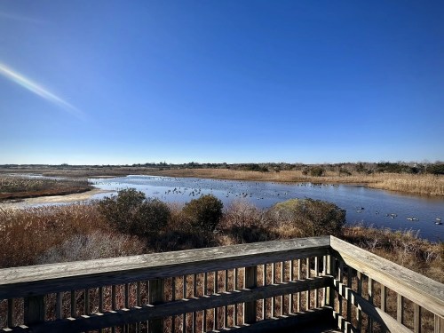 A scenic view of a wetland with a calm river, surrounded by tall grasses and trees under a clear blue sky.