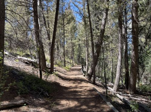 A winding dirt path through a forest of tall trees under a clear blue sky.