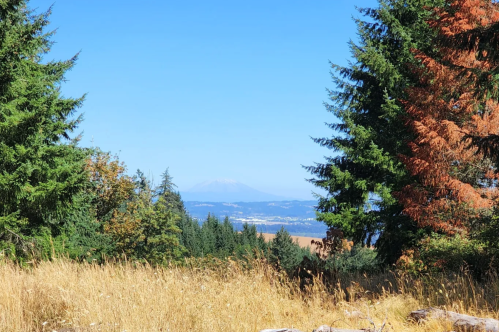 A scenic view of a mountain in the distance, framed by green trees and golden grass under a clear blue sky.