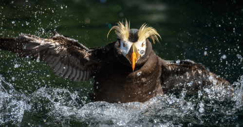 A tufted puffin lands with a splash in the waters off the Oregon Coast.