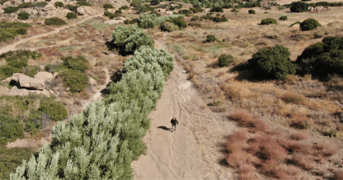 An aerial photo of a hiker walking up a rugged path, surrounded by shrubland.