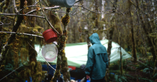 In between wet trees, a man sets up a tent as damp cups hang on branches to dry in the foreground.
