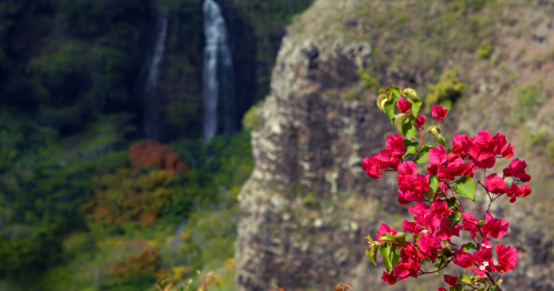 Bougainvillia blossoms with Opeaka Falls in the background. Falls are located on the Island of Kauai, Hawaii.
