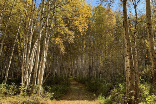 A serene forest path lined with tall trees, showcasing vibrant autumn foliage under a clear blue sky.