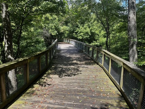 A wooden boardwalk winding through a lush green forest, with sunlight filtering through the trees.
