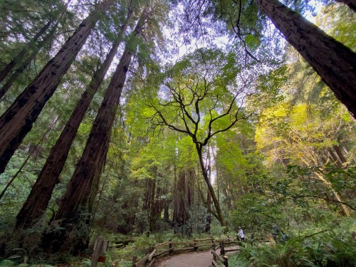A serene forest scene with tall redwood trees and lush green foliage, featuring a winding path through the woods.