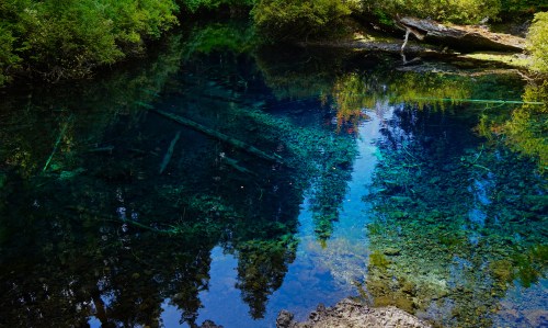 A serene blue pond surrounded by lush greenery, reflecting trees and submerged logs in its clear water.