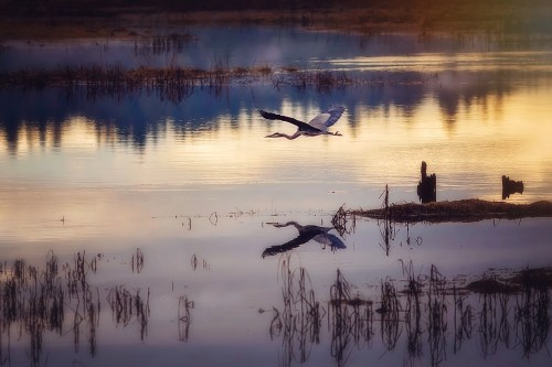 A heron flies over a tranquil lake at sunset, reflecting colorful skies and silhouettes of reeds.
