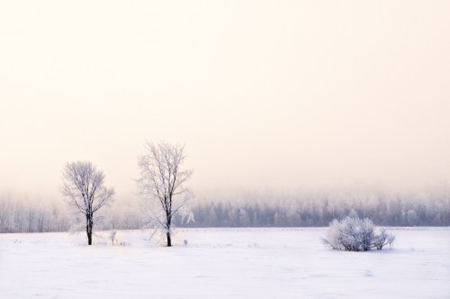 Two bare trees stand in a snowy landscape, shrouded in fog, with a soft, muted background of trees.