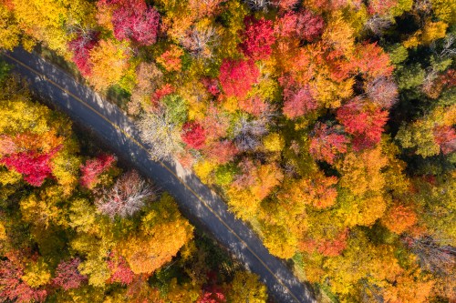 Aerial view of a winding road surrounded by vibrant autumn foliage in shades of red, orange, and yellow.