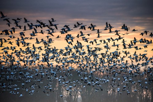 A large flock of birds flying against a colorful sunset sky, with silhouettes of trees in the background.