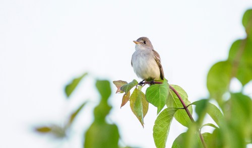 A small bird perched on a green leaf, surrounded by soft foliage against a light background.
