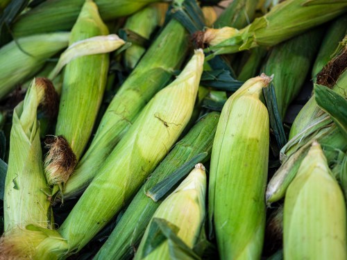 Freshly harvested corn cobs with green husks, piled together on a surface.
