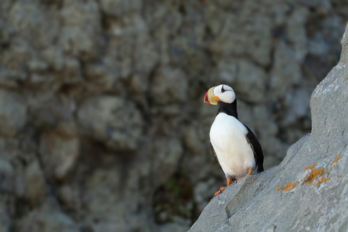 A puffin stands on a rocky ledge, facing left, with a blurred rocky background. Its colorful beak is prominent.