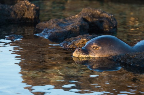 A seal partially submerged in calm water, resting on rocky terrain with a serene expression.