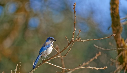 A blue and gray bird perched on a bare branch against a blurred green and blue background.