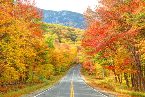 A winding road surrounded by vibrant autumn foliage in shades of red, orange, and yellow, with mountains in the background.