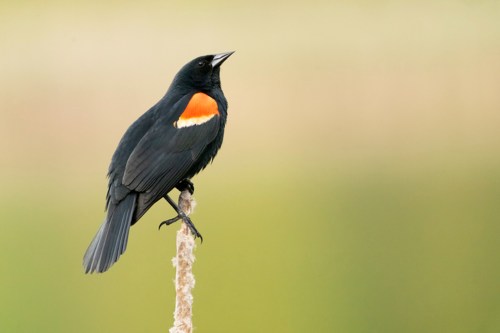 A black bird with a bright orange patch on its shoulder perched on a tall stem against a blurred green background.