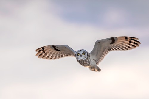 A flying owl with striking yellow eyes and patterned wings glides against a soft, cloudy background.
