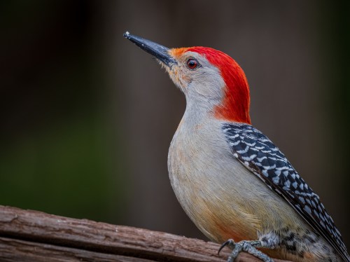 A close-up of a red-headed woodpecker perched on a branch, showcasing its vibrant plumage and sharp beak.