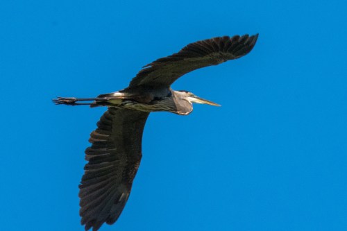A great blue heron glides gracefully through a clear blue sky, wings fully extended.