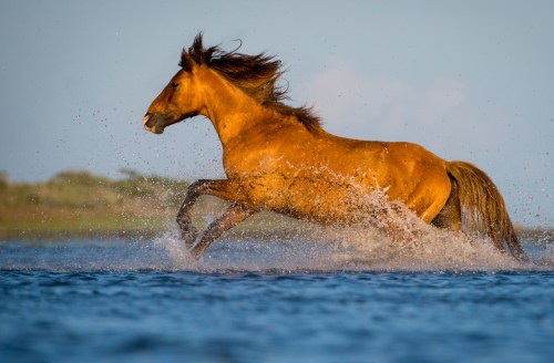 A brown horse gallops through shallow water, splashing as it runs against a clear blue sky.