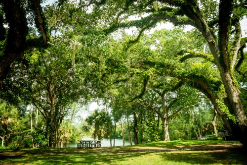 A serene park scene with large trees and a picnic table by a calm water body, surrounded by lush greenery.