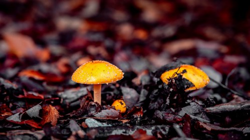 Two bright yellow mushrooms with droplets of water, surrounded by dark leaves and forest floor debris.