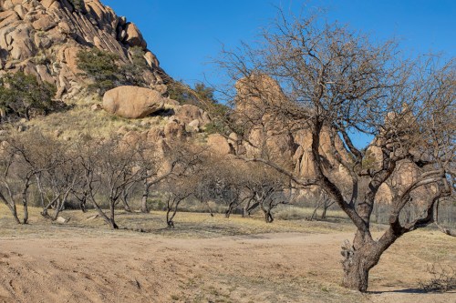 A rocky landscape with bare trees and a clear blue sky, showcasing rugged terrain and natural beauty.