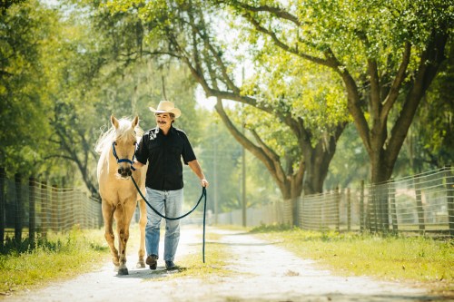 A man in a cowboy hat walks a light-colored horse along a sunny, tree-lined path.