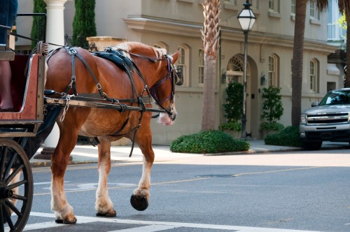 A horse pulling a carriage crosses a street near a building with palm trees and parked cars.